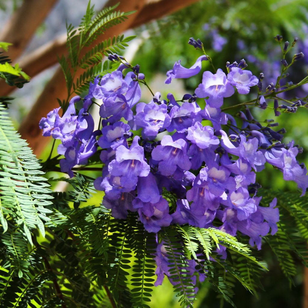 Jacaranda mimosifolia (zaad) - Blauwe jacaranda