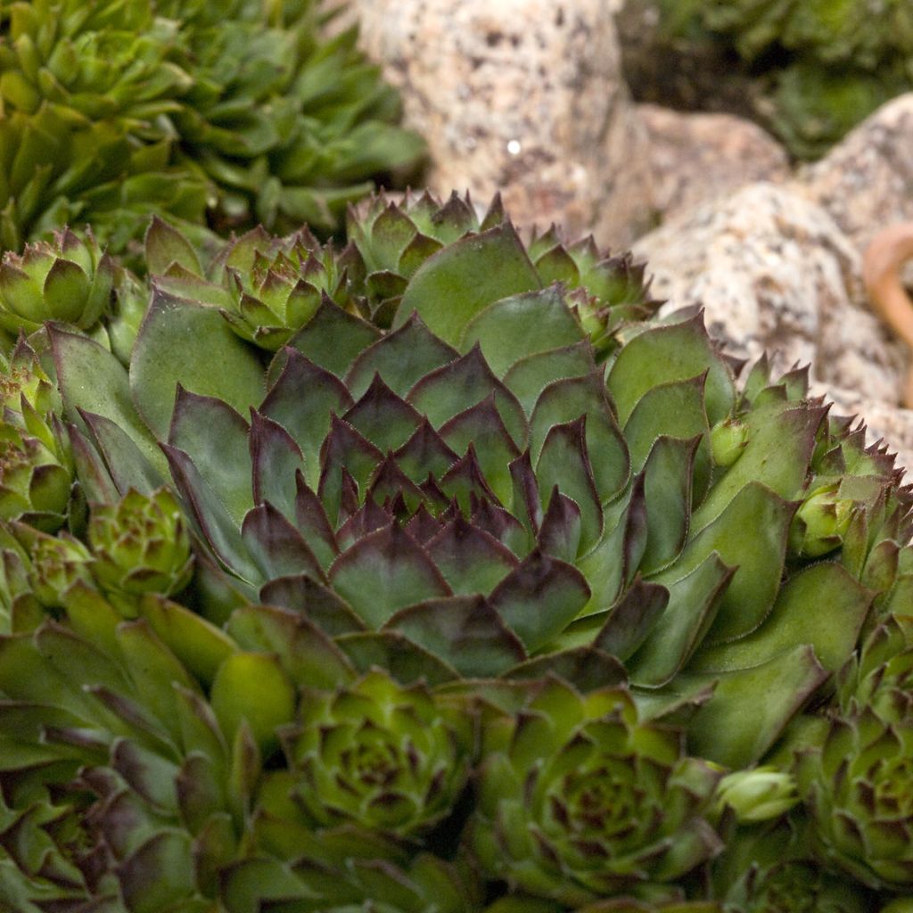 Sempervivum Hippie Chicks (zaad) - Huislook