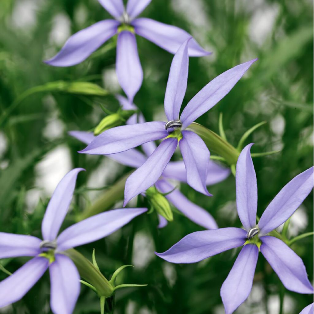 Isotoma Starshine Blue (gecoate zaden) - Laurentia