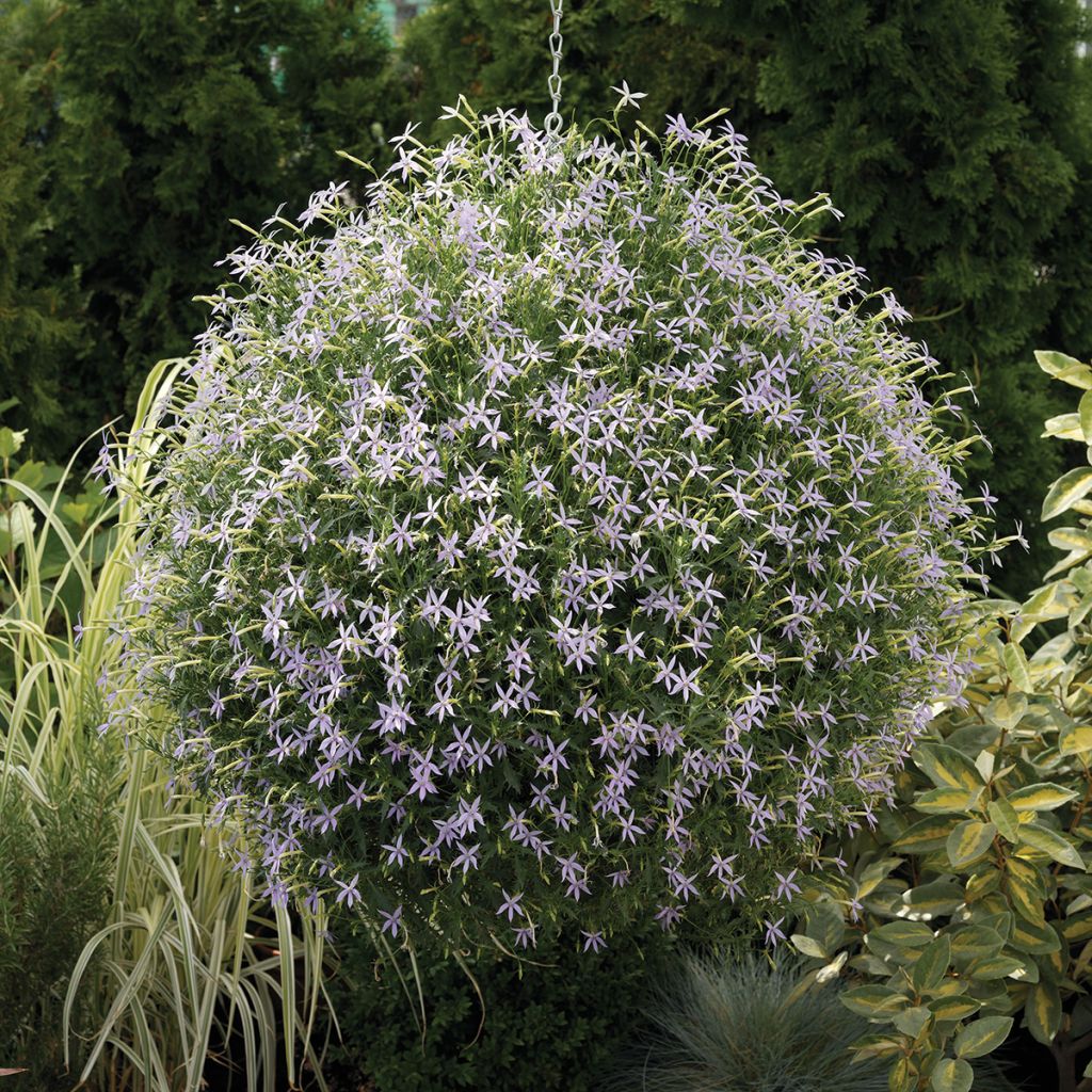Isotoma Starshine Blue (gecoate zaden) - Laurentia