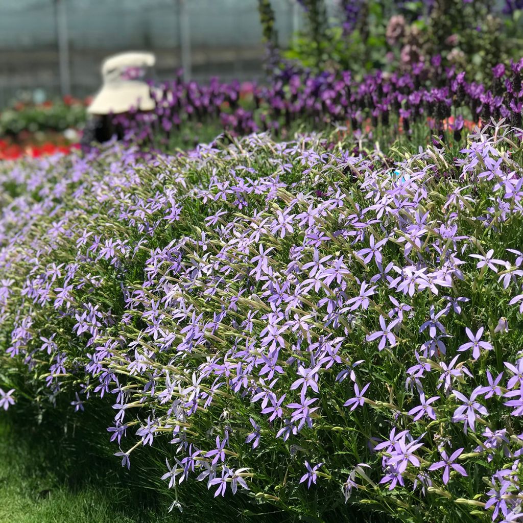 Isotoma Starshine Blue (gecoate zaden) - Laurentia