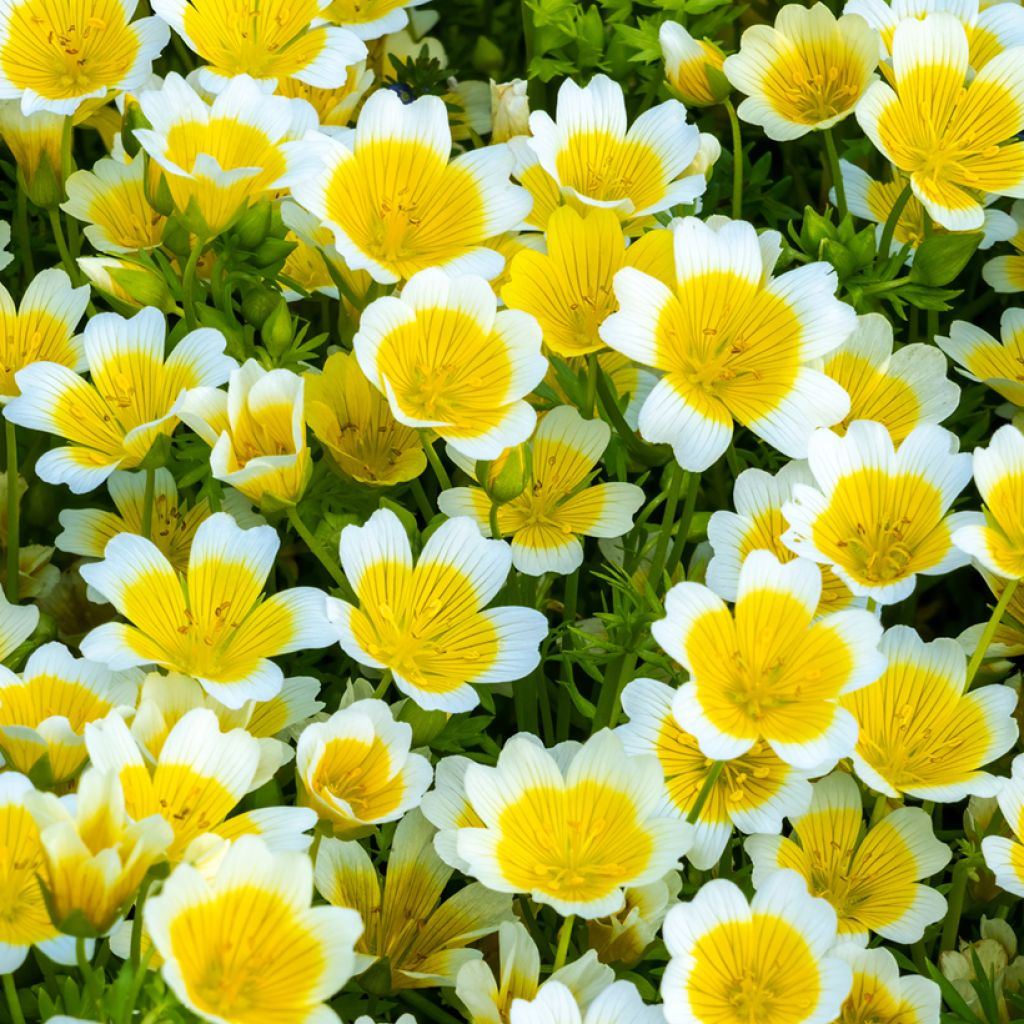 Limnanthes douglasii (zaad) - Geelwitte moerasbloem