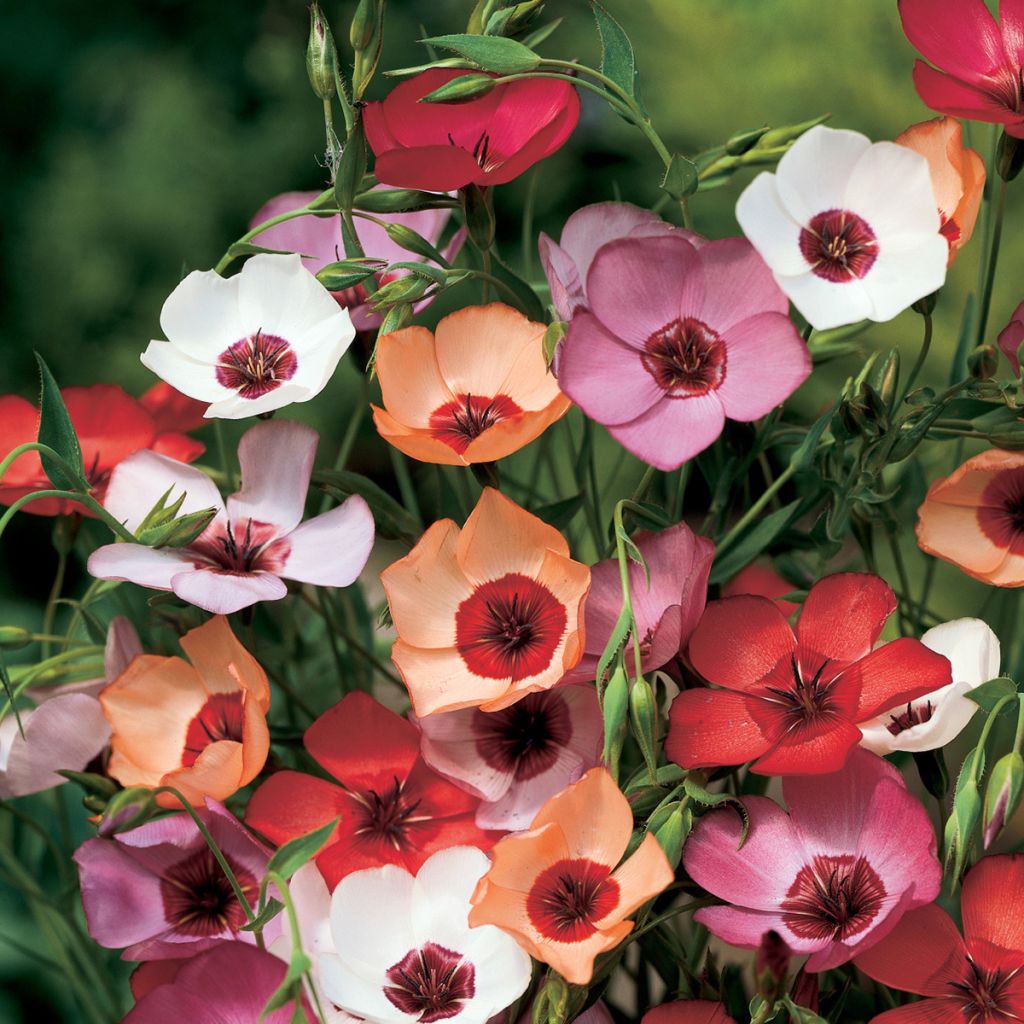 Linum grandiflorum Charmer Mix (zaad) - Rood vlas