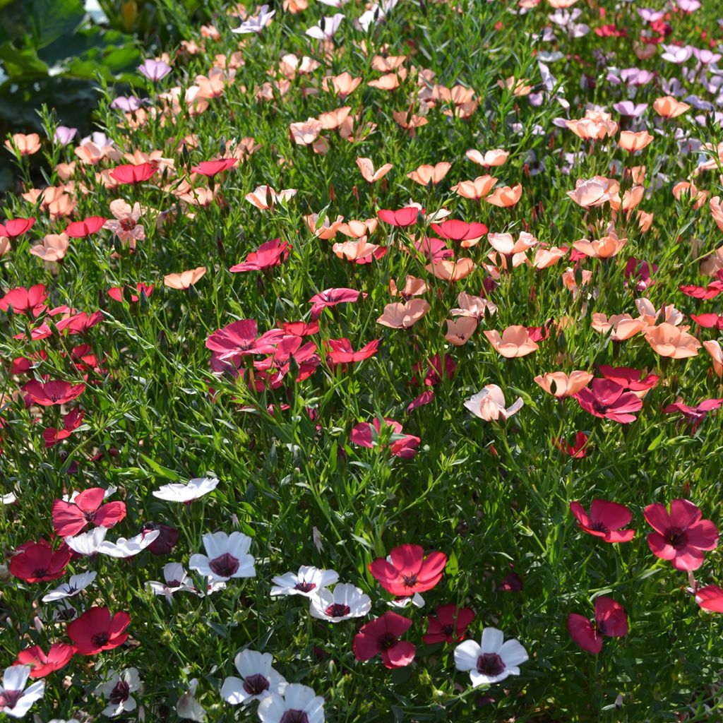 Linum grandiflorum Charmer Mix (zaad) - Rood vlas