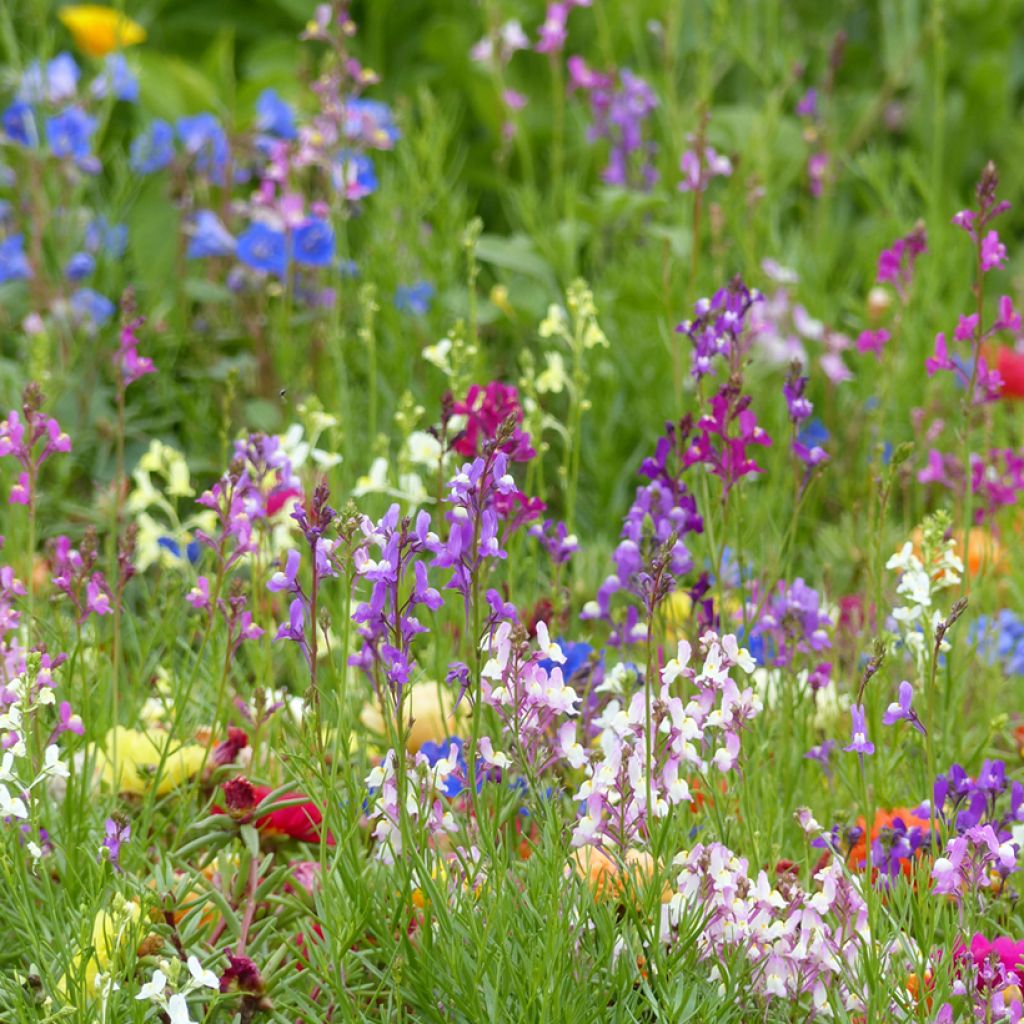 Linaria maroccana Fairy Bouquet Mix (zaad) - Marokkaans vlasleeuwenbekje