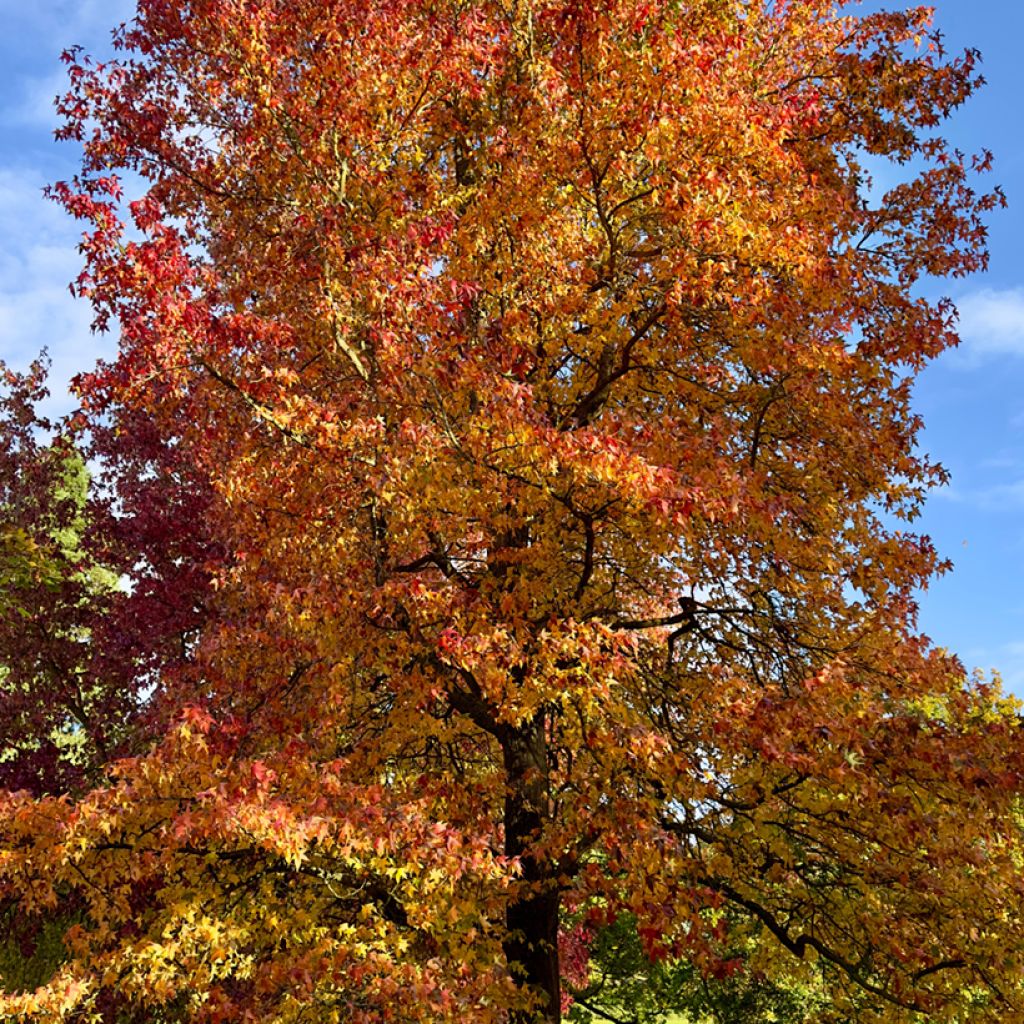 Liquidambar styraciflua (zaad) - Amberboom