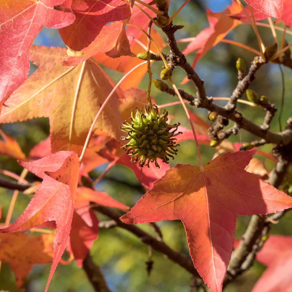Liquidambar styraciflua (zaad) - Amberboom