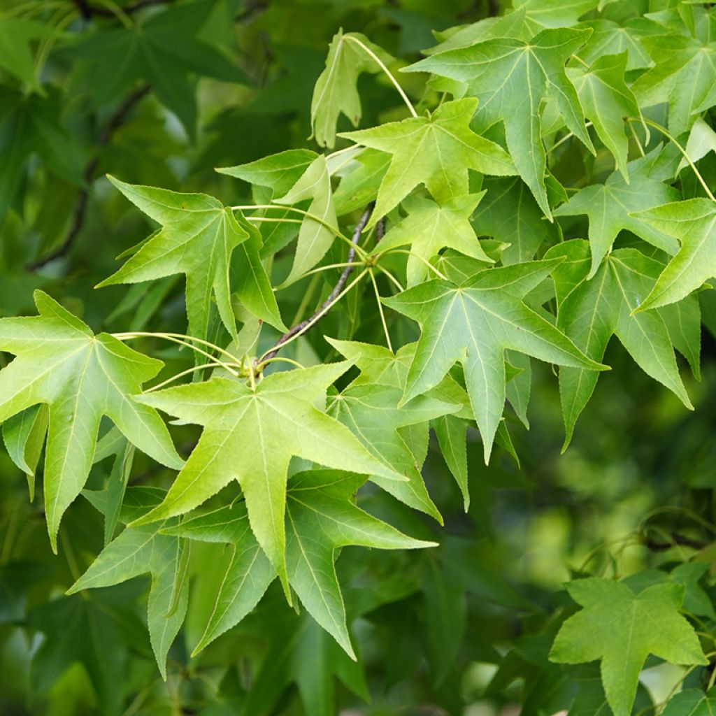 Liquidambar styraciflua (zaad) - Amberboom