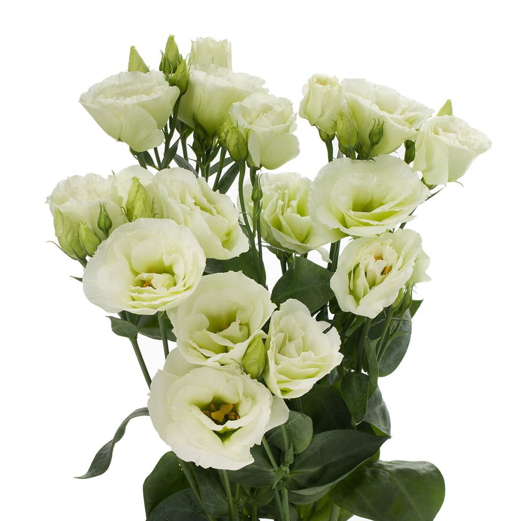 Lisianthus F1 Cessna Green III (zaad) - Eustoma