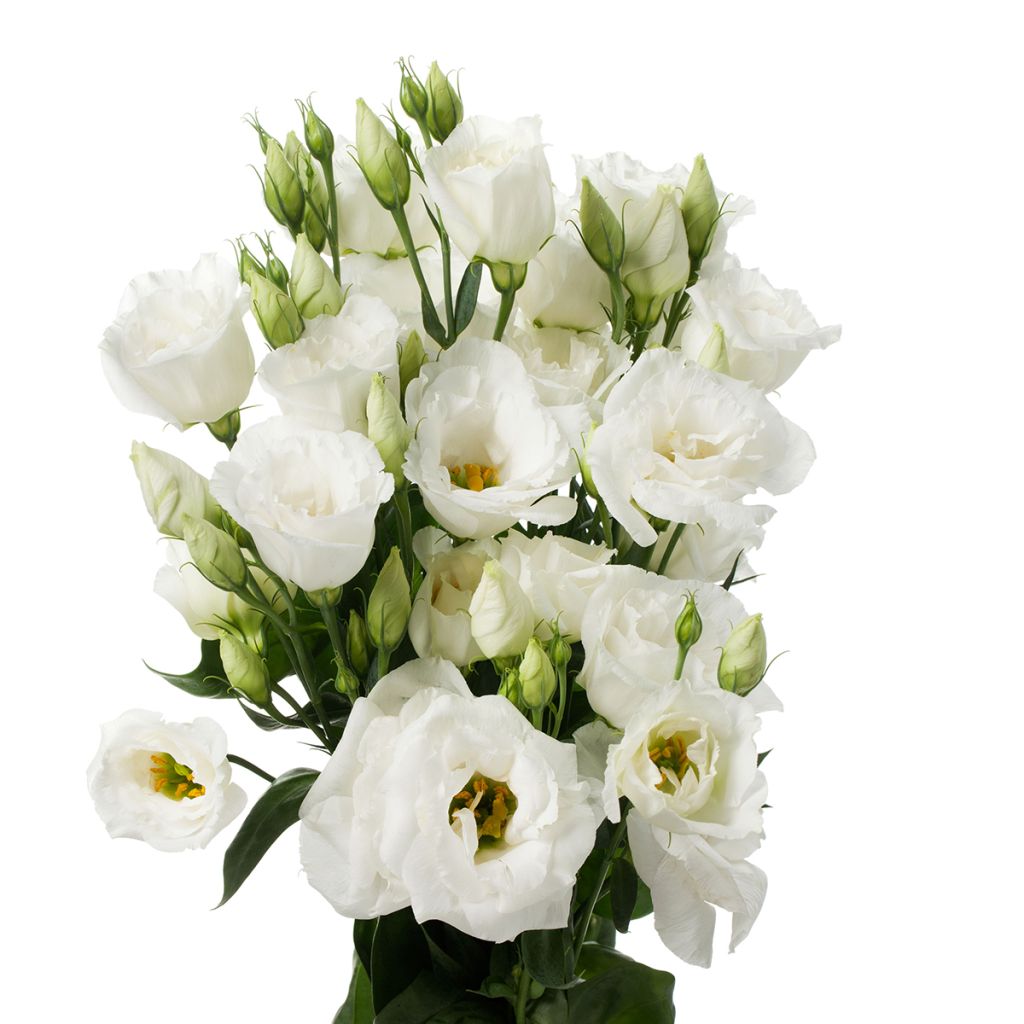 Lisianthus F1 Cessna Pure White III (zaad) - Eustoma
