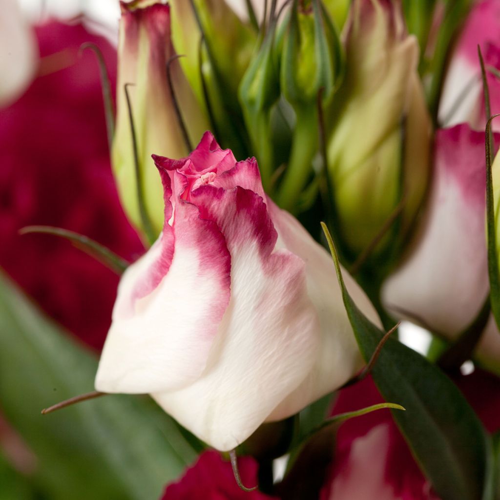 Lisianthus F1 Cessna Vogue IV (zaad) - Eustoma