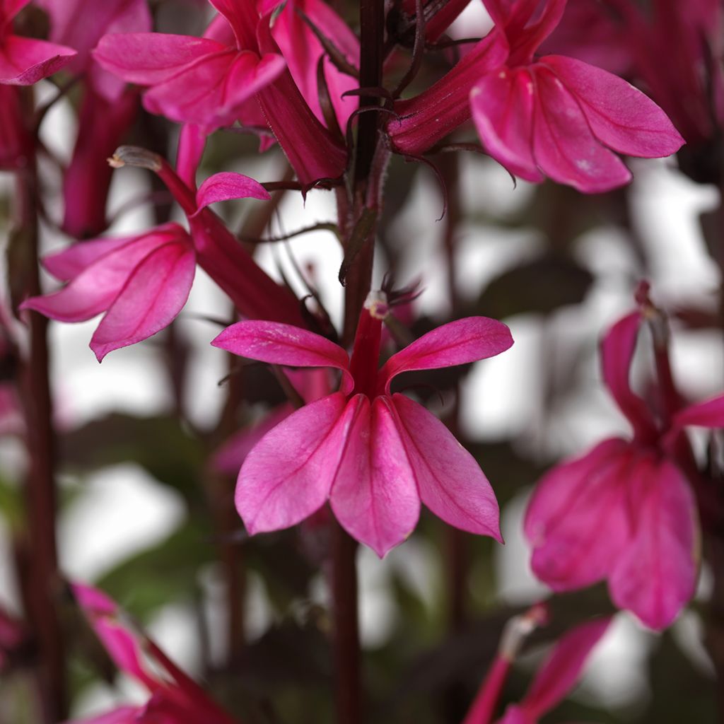 Lobelia speciosa Starship Rose (zaad) - Scharlaken lobelia