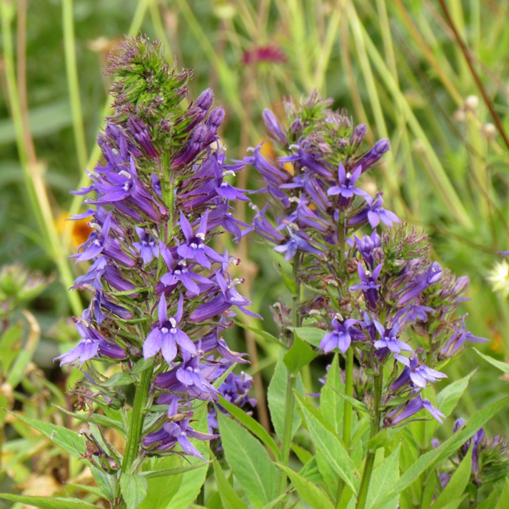 Lobelia gerardii Vedrariensis (zaad) - Prachtlobelia