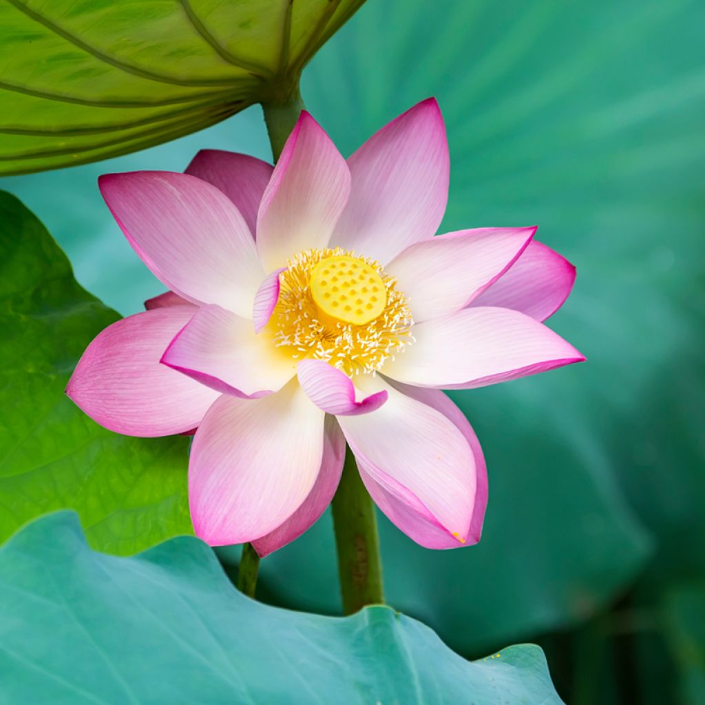 Nelumbo nucifera (zaad) - Indische lotus