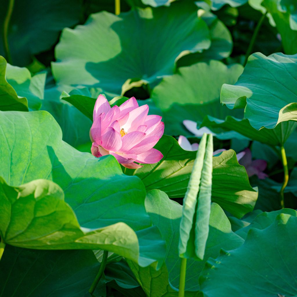 Nelumbo nucifera (zaad) - Indische lotus