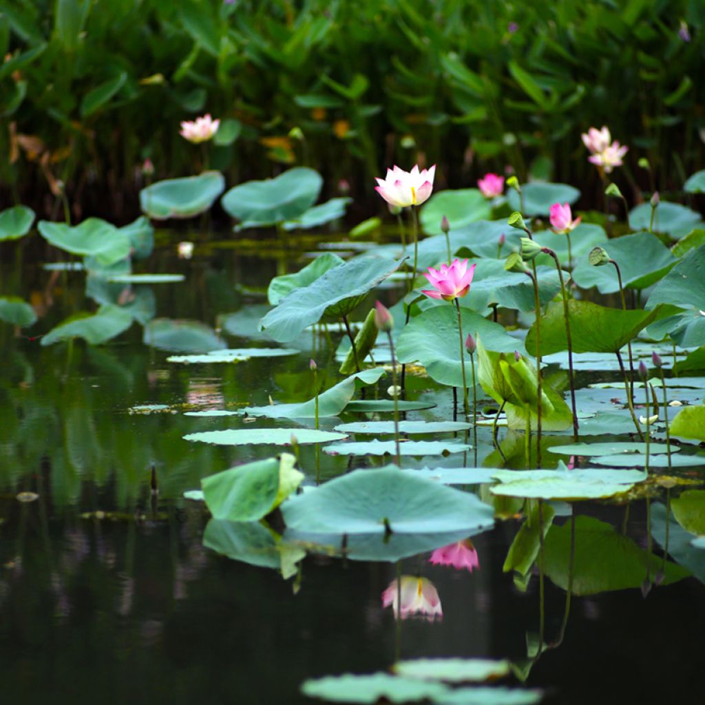 Nelumbo nucifera (zaad) - Indische lotus
