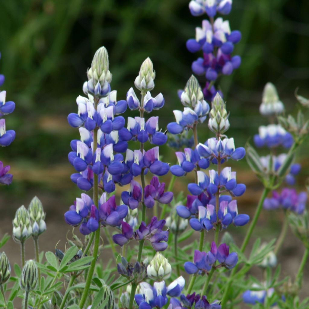 Lupinus nanus (zaad) - Kleine lupine