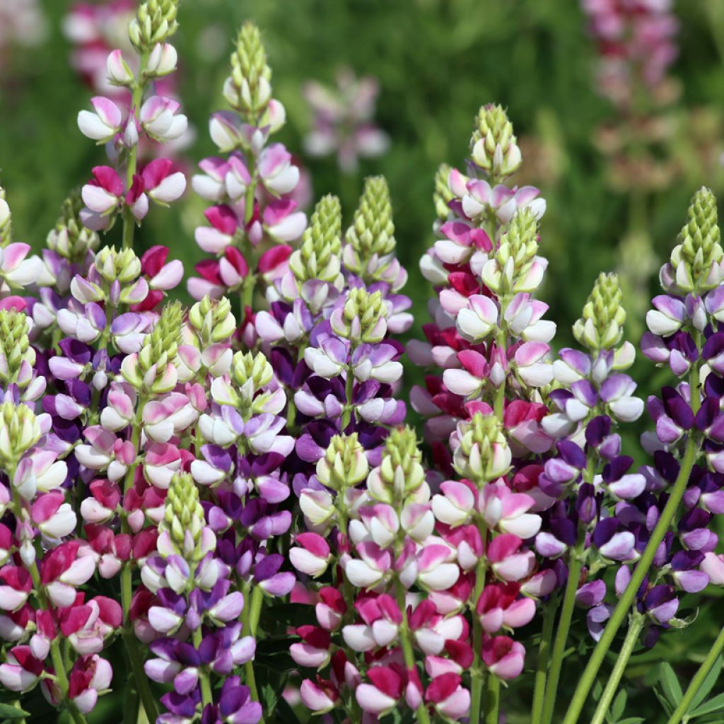 Lupinus hartwegii Avalune Bicolours Mix (zaad) - Eenjarige lupine