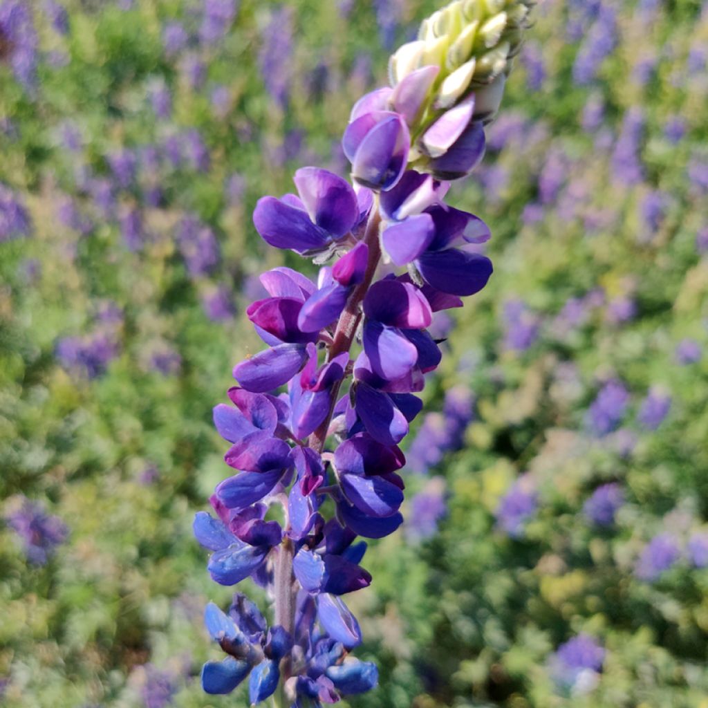 Lupinus hartwegii Avalune Blue (zaad) - Eenjarige lupine
