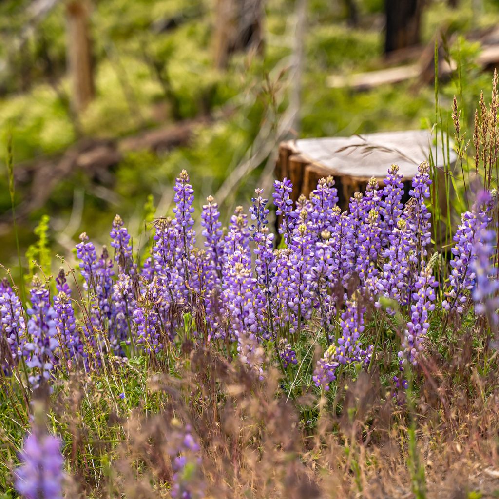 Lupinus perennis (zaad) - Wilde lupine
