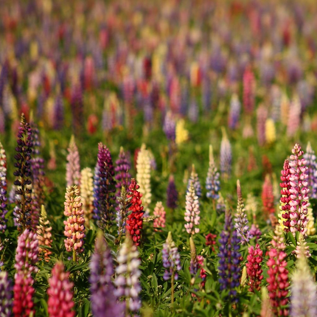 Lupinus Russell Hybrids Mix (zaad) - Lupine