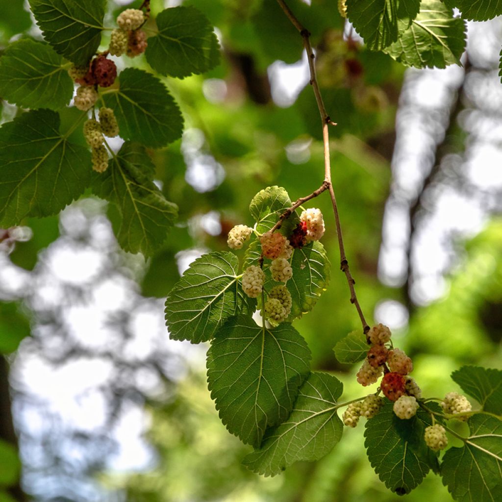 Morus alba (zaad) - Witte moerbei