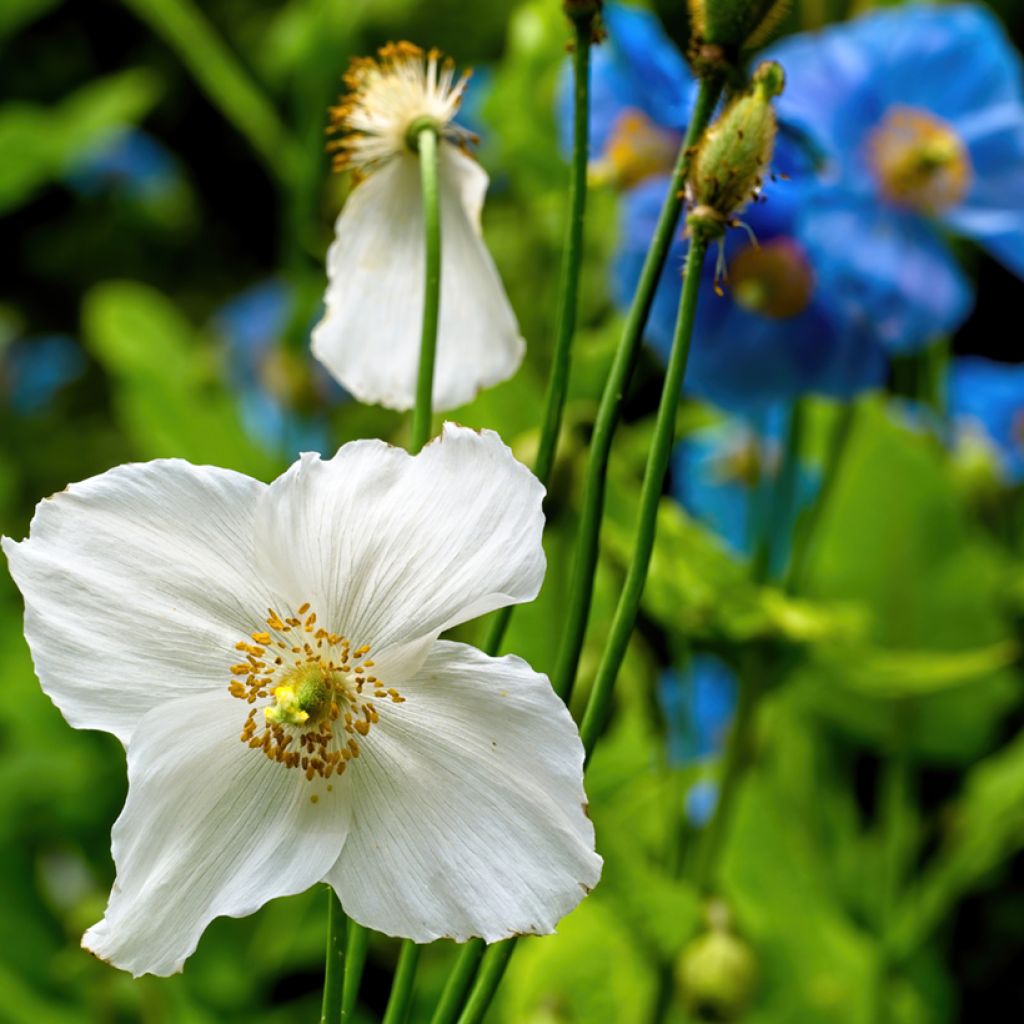 Meconopsis baileyi Alba (zaad) - Blauwe papaver