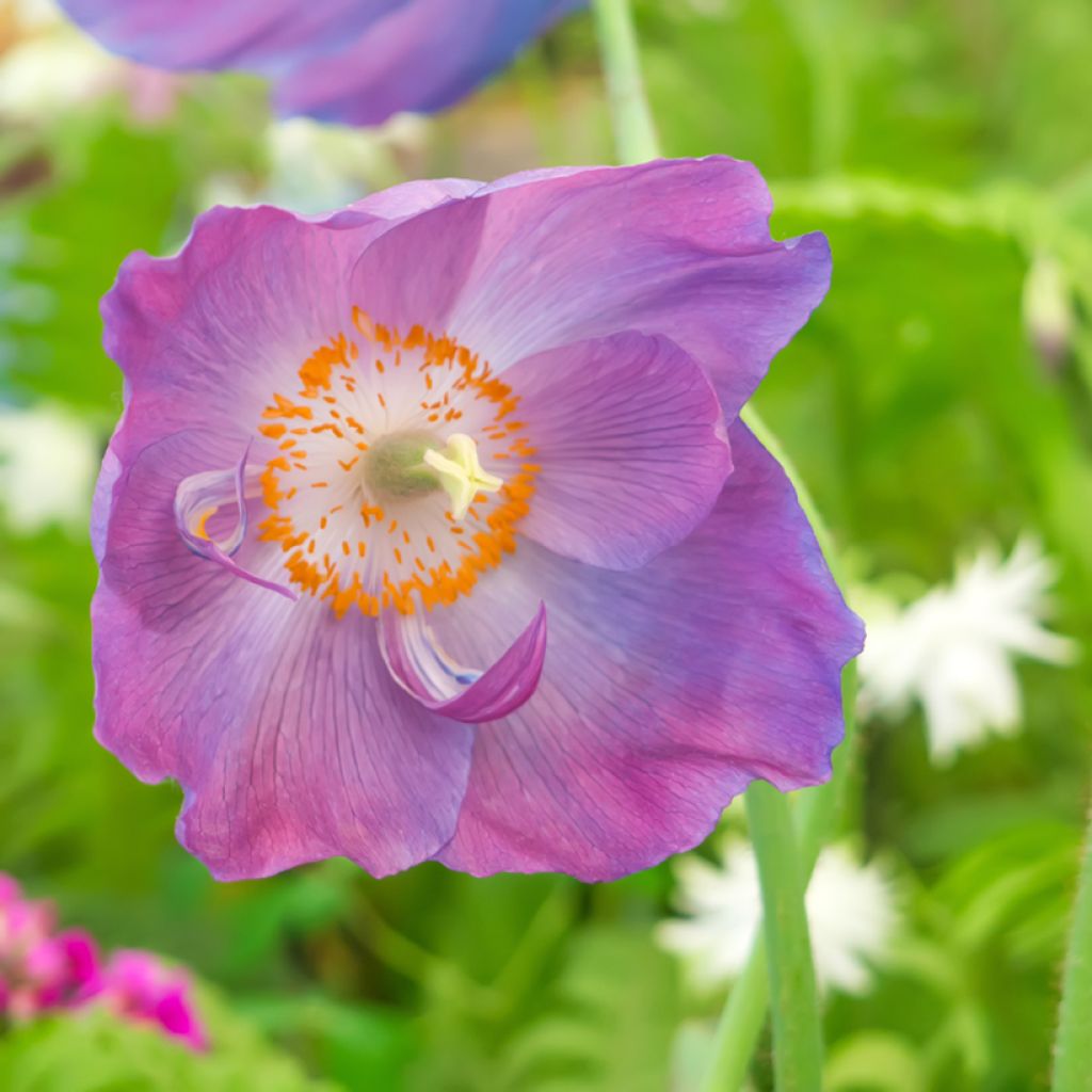 Meconopsis baileyi Hensol Violet (zaad) - Blauwe papaver