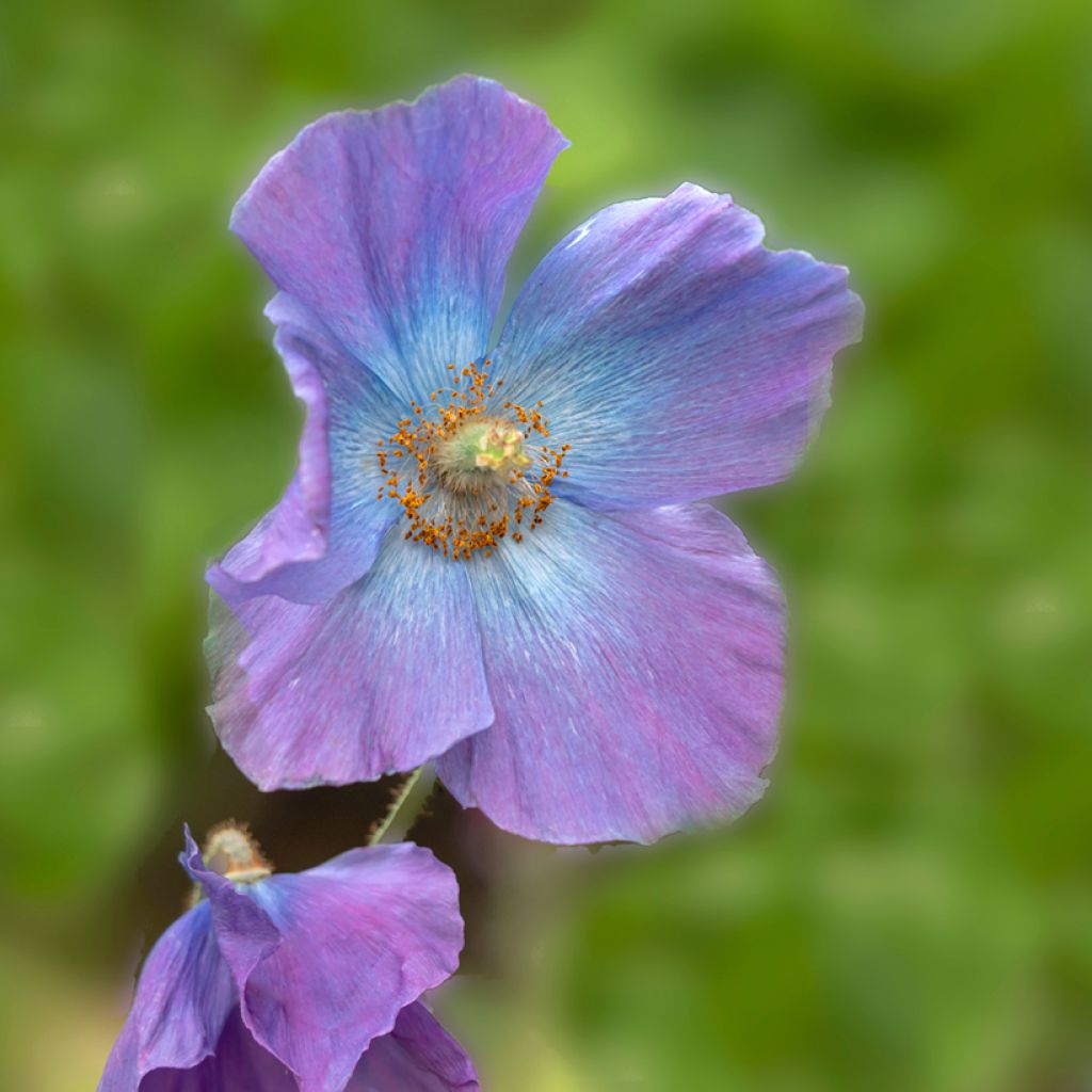 Meconopsis baileyi Hensol Violet (zaad) - Blauwe papaver