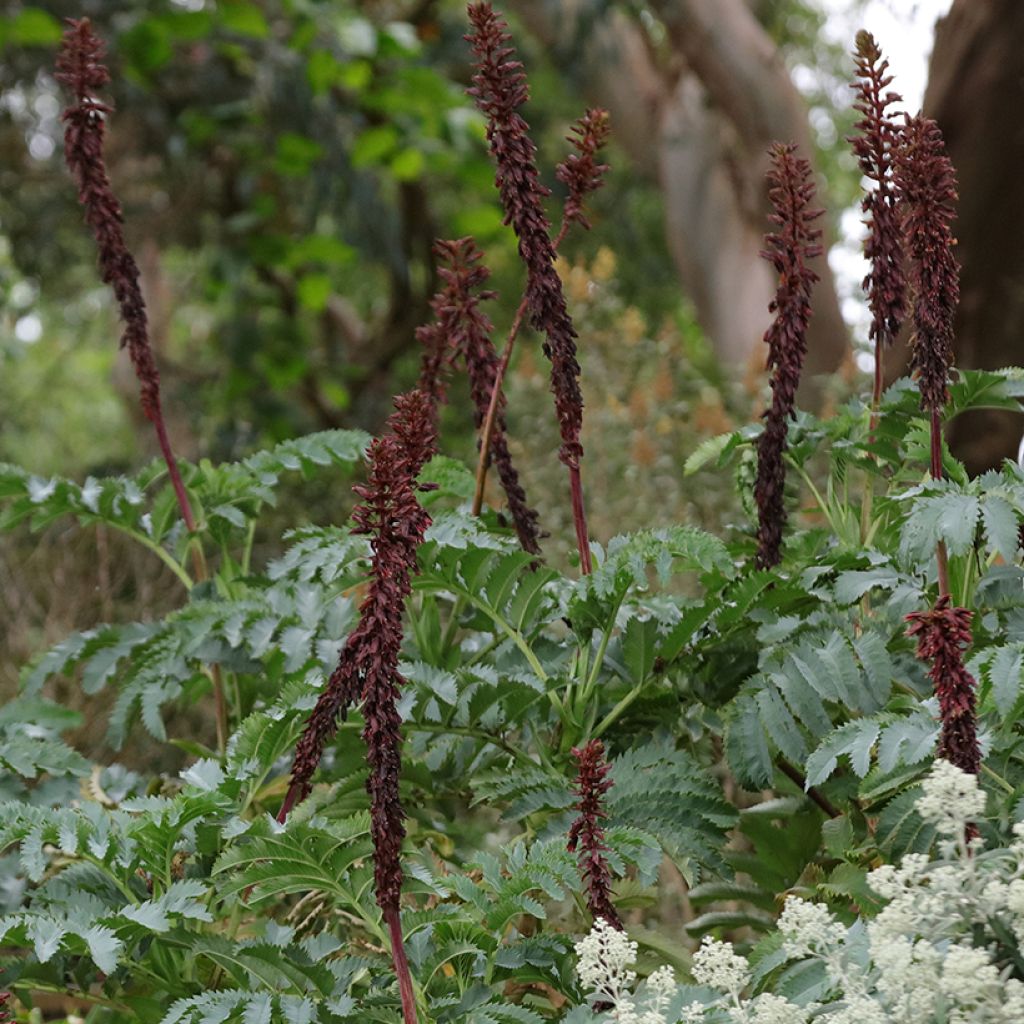 Melianthus major (zaad) - Grote honingbloem