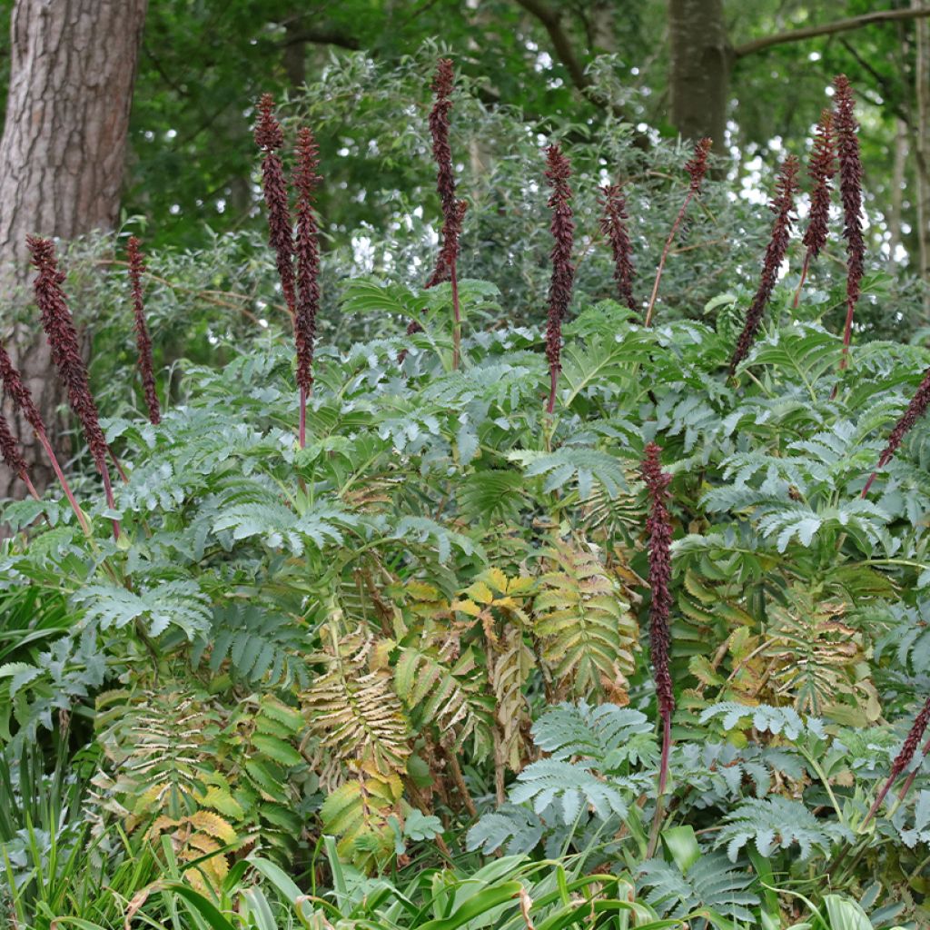 Melianthus major (zaad) - Grote honingbloem