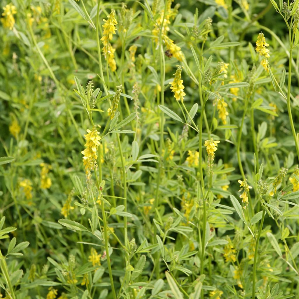 Citroengele honingklaver - Melilotus officinalis (zaad)