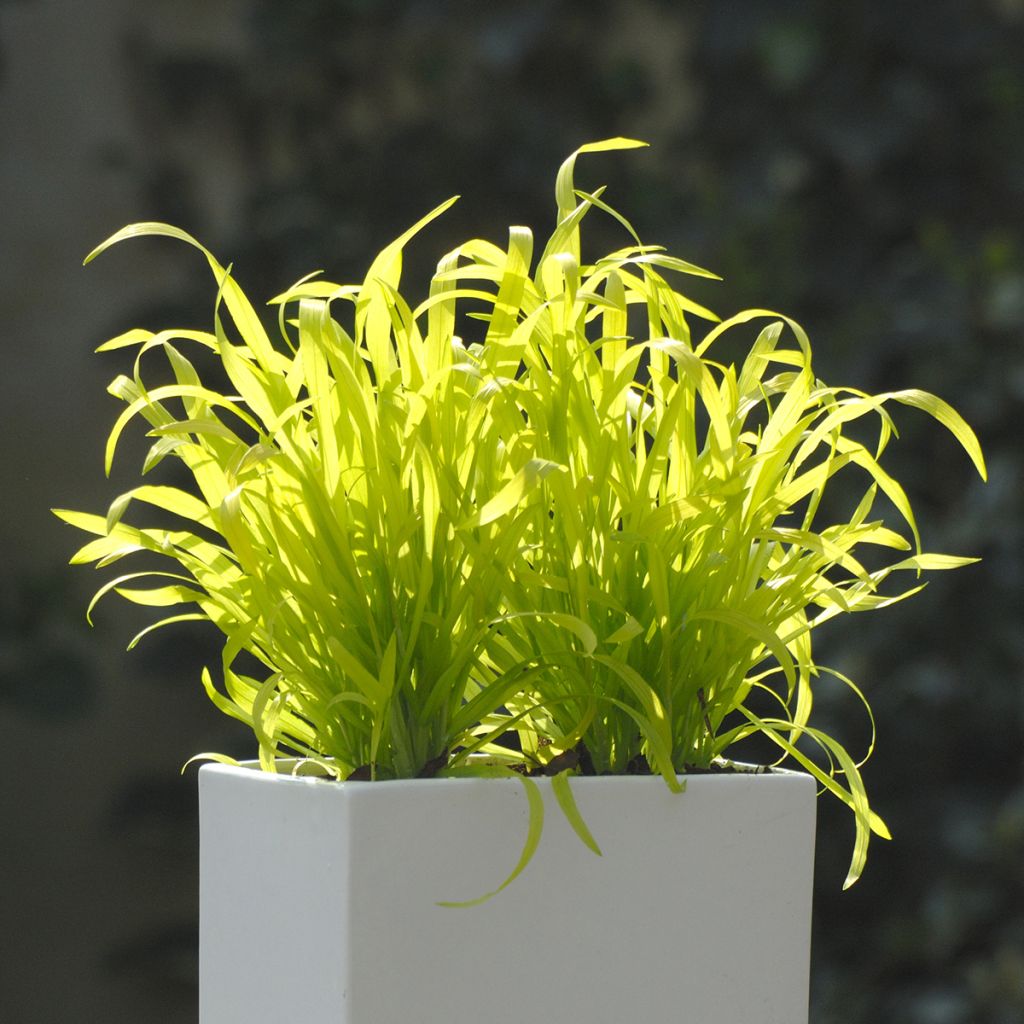 Milium effusum Aureum (zaad) - Bosgierstgras