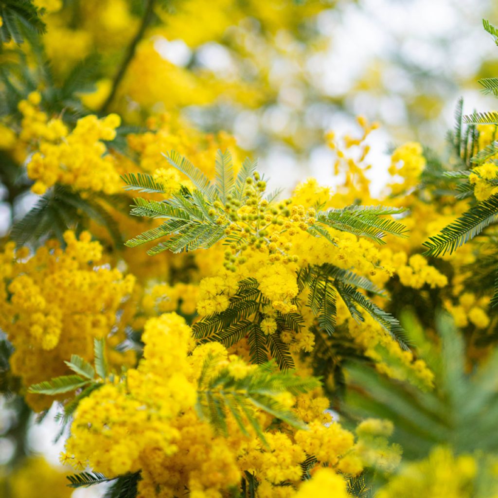 Acacia dealbata (zaad) - Mimosa