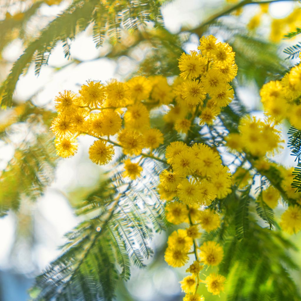 Acacia dealbata (zaad) - Mimosa