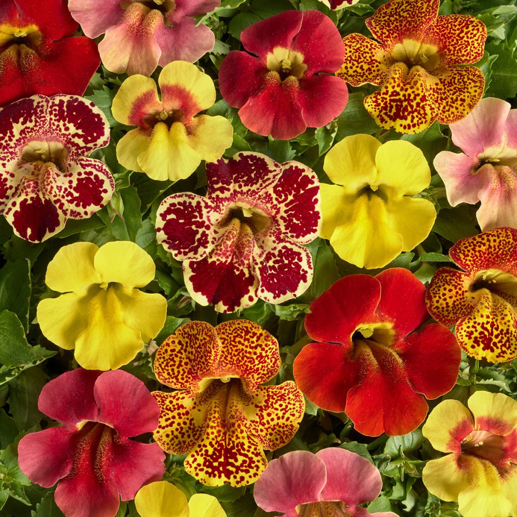 Mimulus Medius F1 Mix (zaad) - Maskerbloem