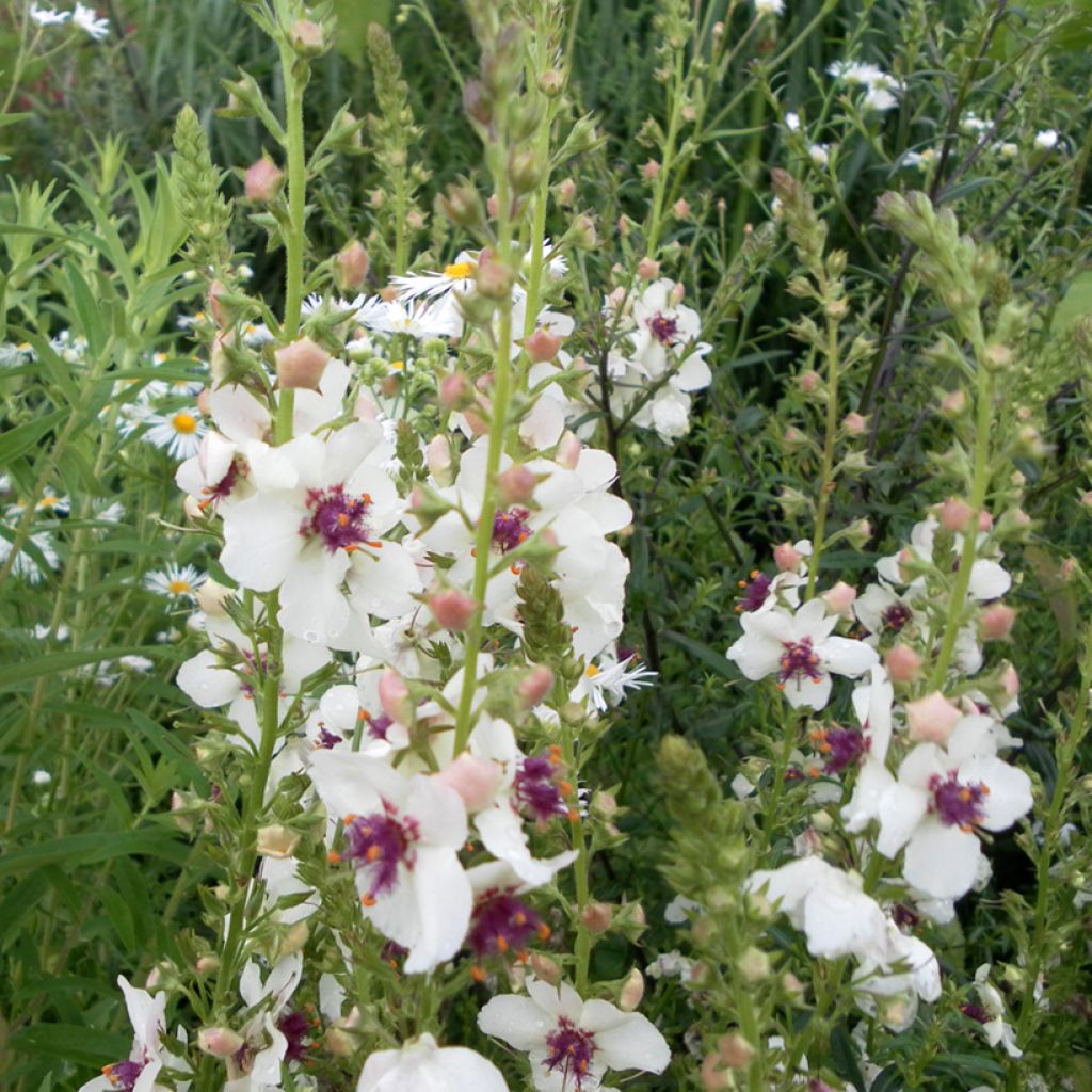 Verbascum blattaria f. albiflora (zaad) - Mottenkruid