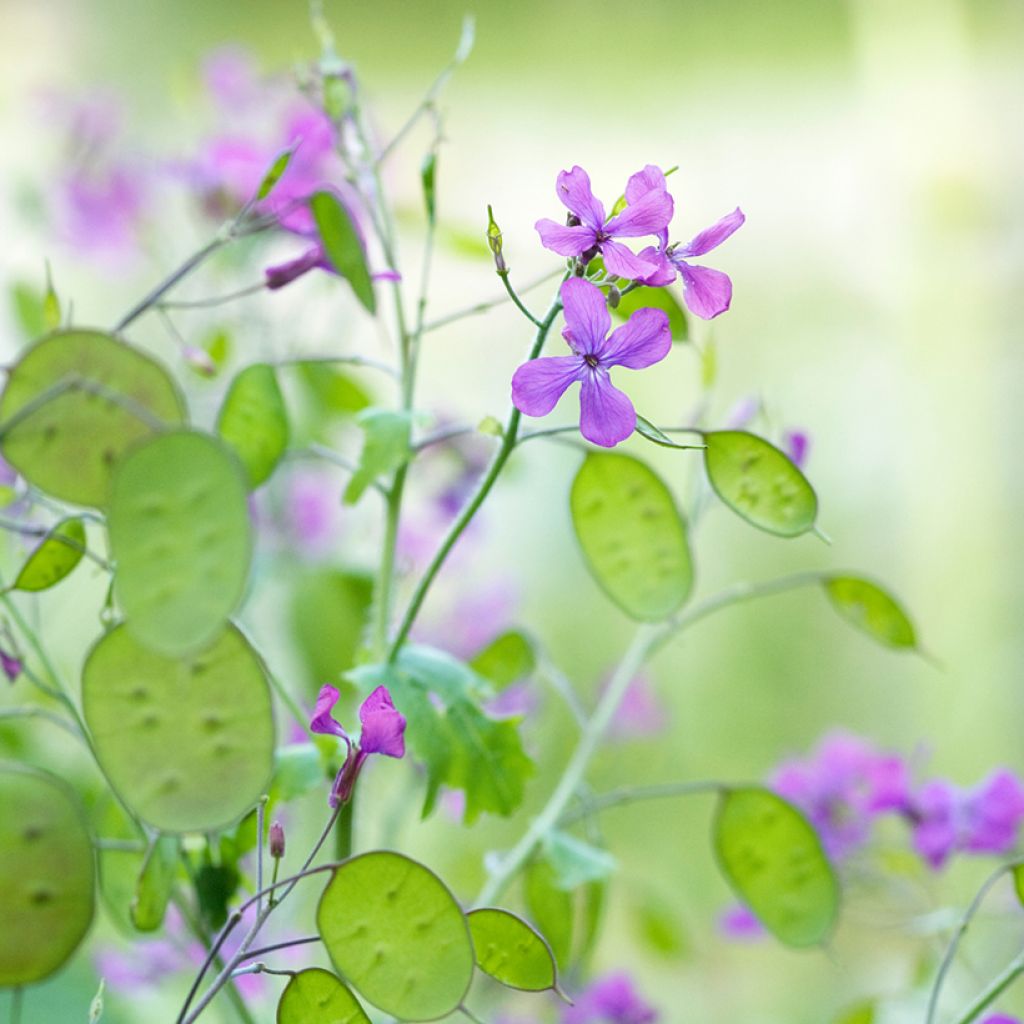 Lunaria annua (zaad) - Judaspennig