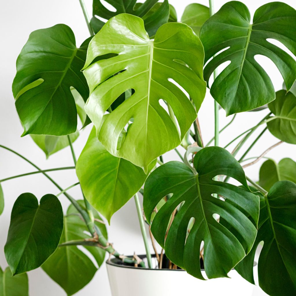 Monstera deliciosa (zaad) - Gatenplant