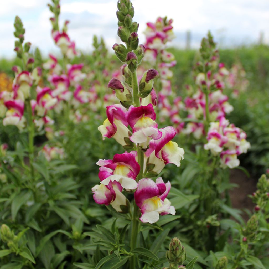 Leeuwenbek Cherry Twist (zaad) - Antirrhinum majus