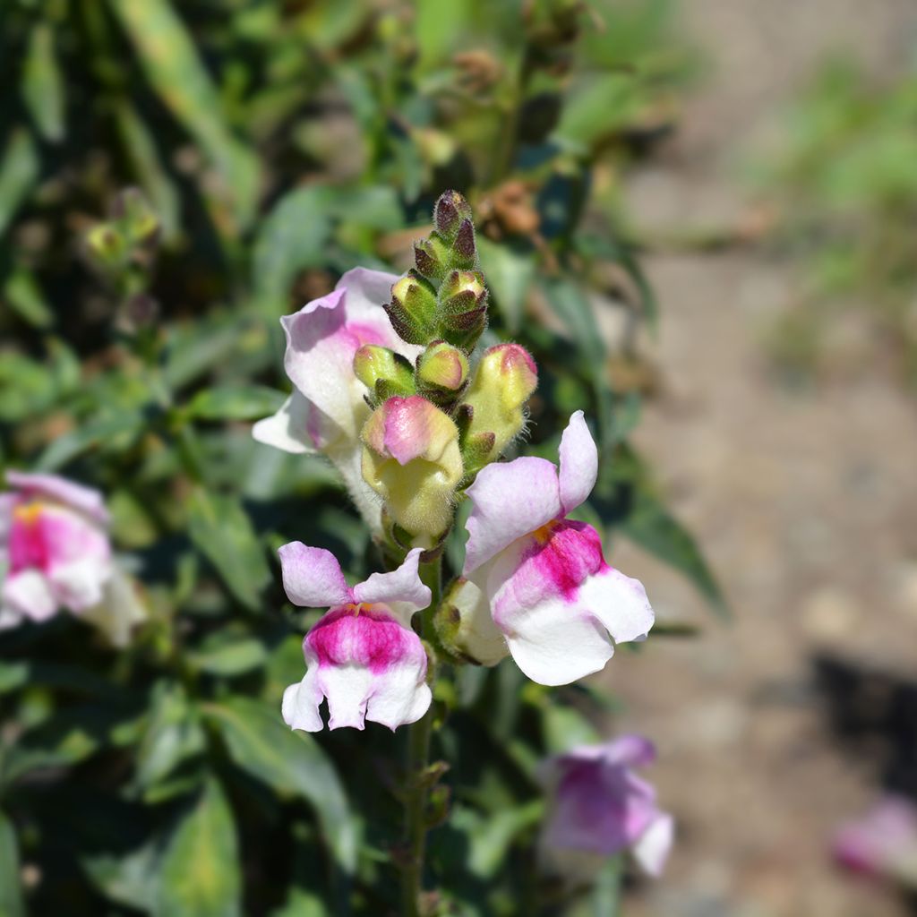 Leeuwenbek Circus Clowns (zaad) - Antirrhinum majus