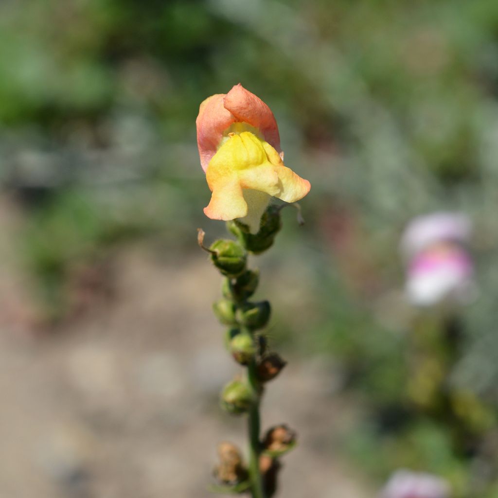 Leeuwenbek Circus Clowns (zaad) - Antirrhinum majus