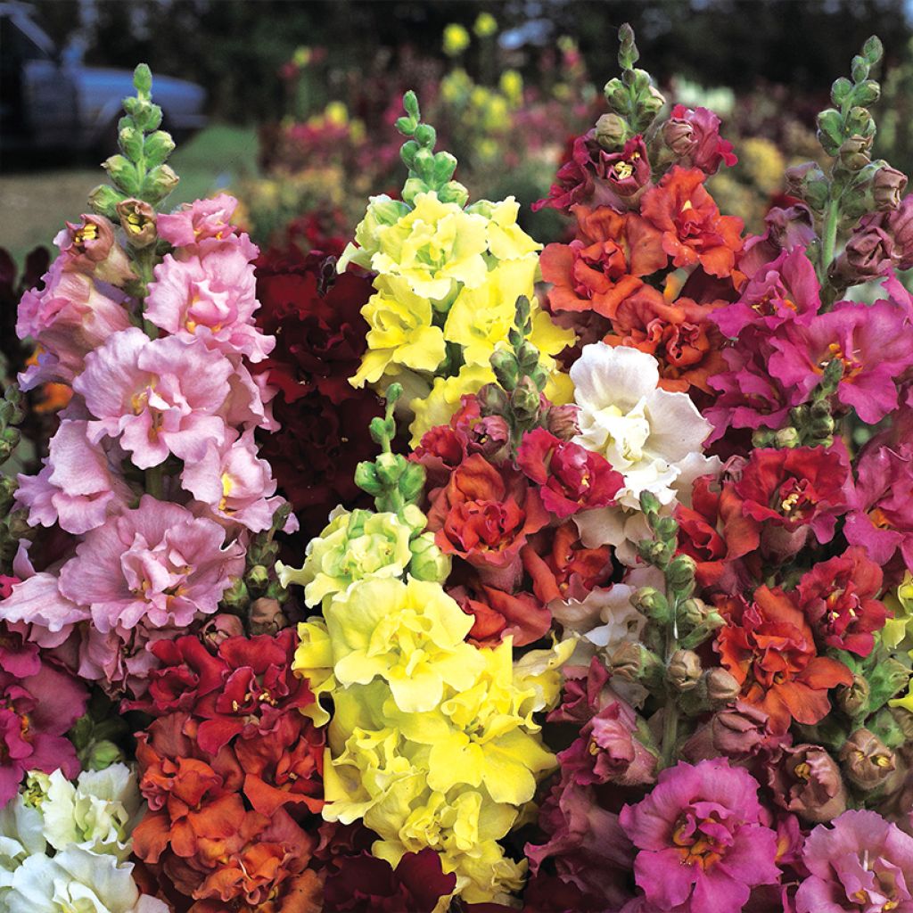 Leeuwenbek Madame Butterfly Mixed (zaad) - Antirrhinum majus