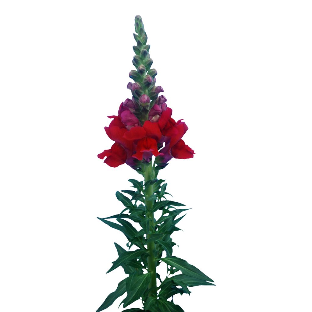 Leeuwenbek Orleans Red (zaad) - Antirrhinum majus
