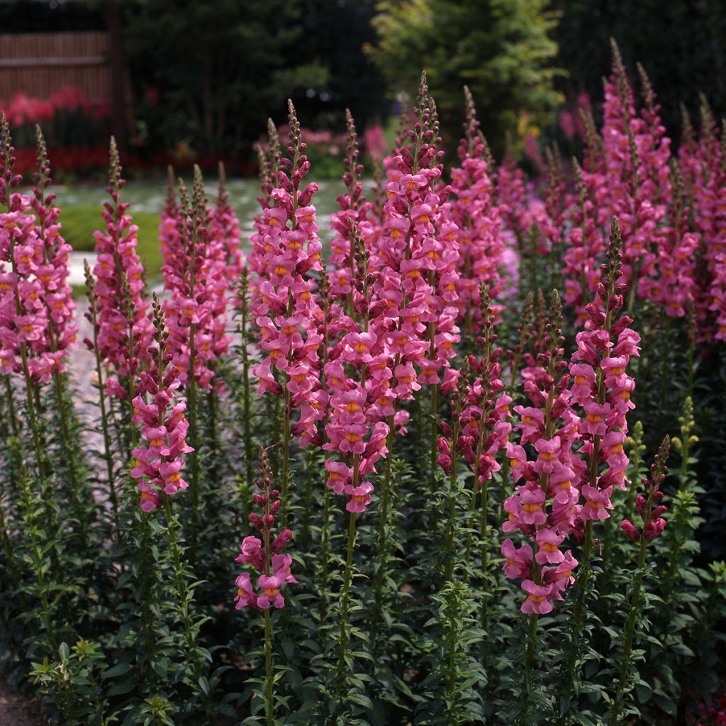 Leeuwenbek Rocket Rose Shades (zaad) - Antirrhinum majus