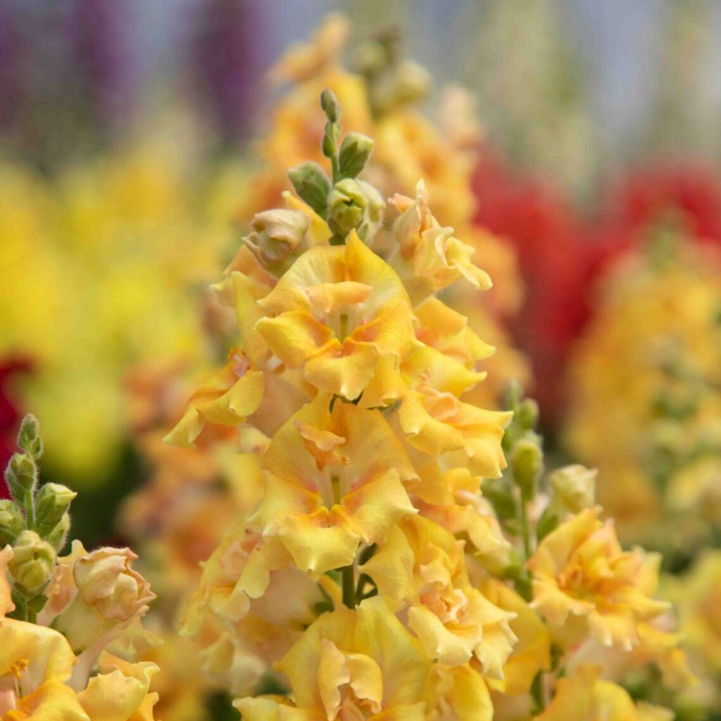 Leeuwenbek Sweet Duet Citrus (zaad) - Antirrhinum majus