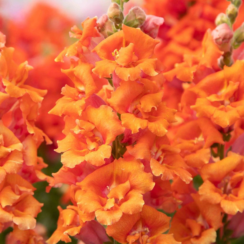 Leeuwenbek Sweet Duet Peach (zaad) - Antirrhinum majus