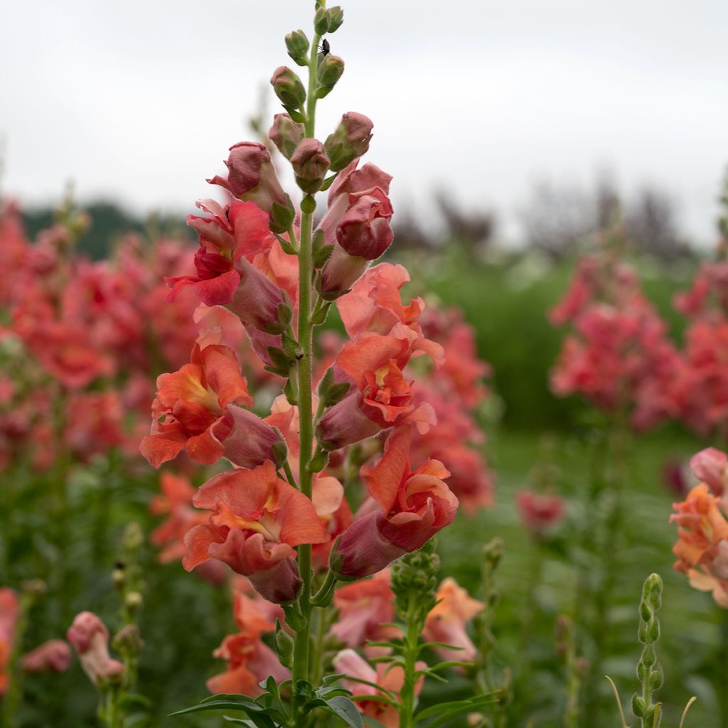 Leeuwenbek Madame Butterfly Bronze (zaad) - Antirrhinum
