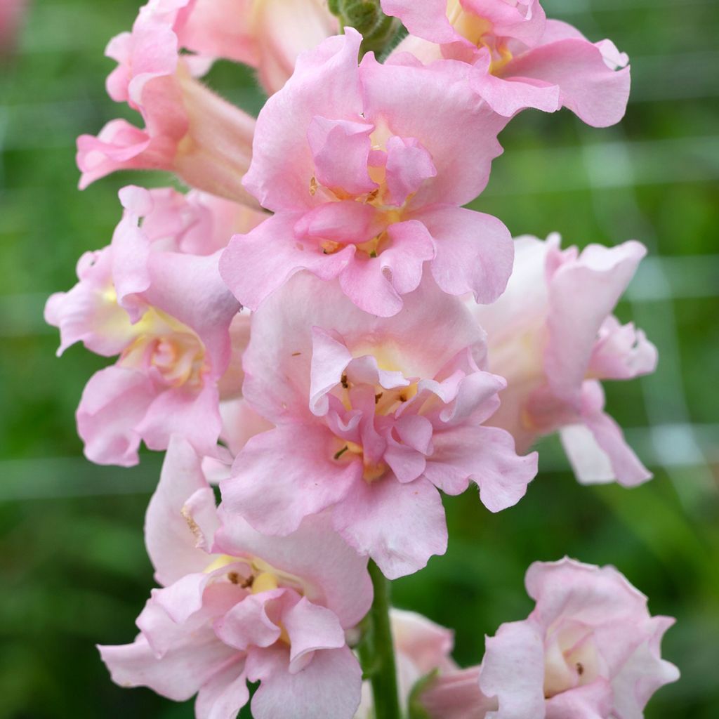 Antirrhinum majus Madame Butterfly F1 Pink (zaad) - Leeuwenbek