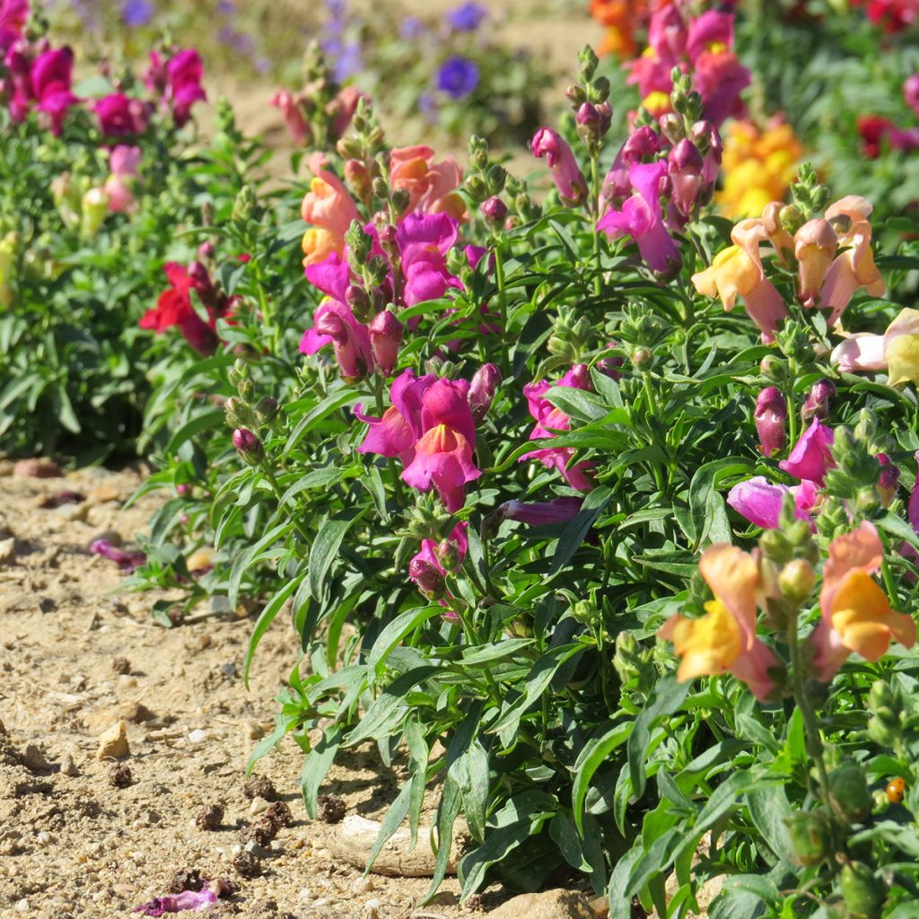 Leeuwenbek Magic Carpet Mix (zaad) - Antirrhinum majus
